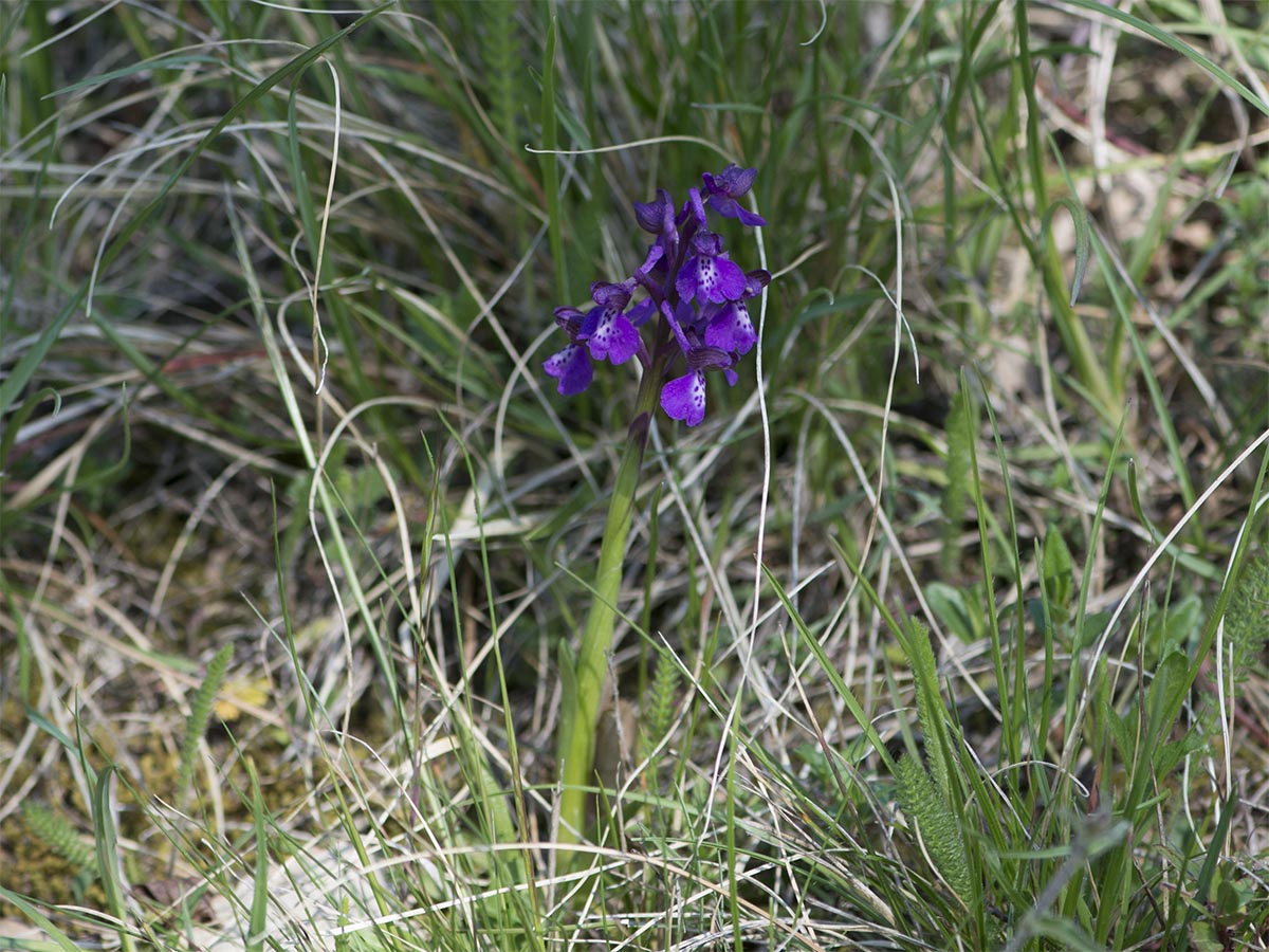 Orchis morio